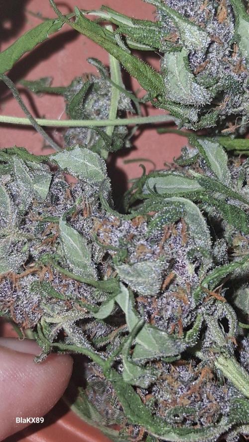 Purple Lemonade Auto RF3 😈🥤3️⃣. Week 8