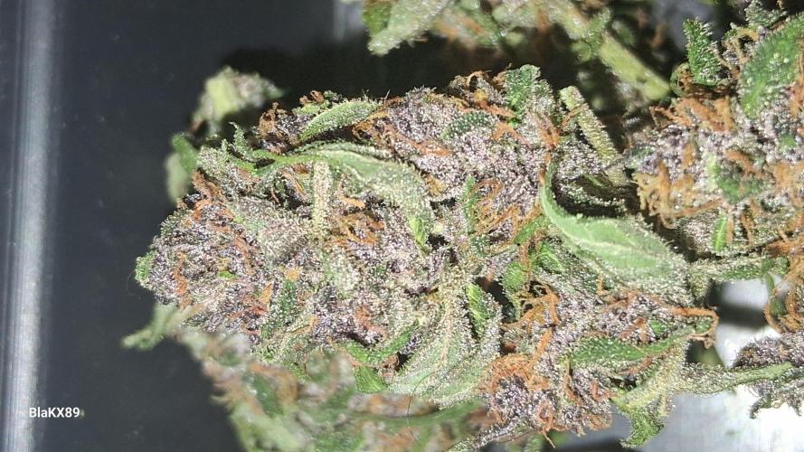 Purple Lemonade Auto RF3 😈🥤3️⃣. Week 8