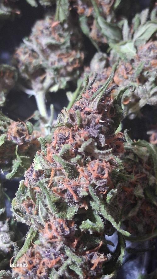 Purple Lemonade Auto RF3 😈🥤3️⃣. Week 8