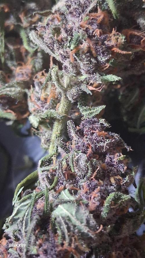 Purple Lemonade Auto RF3 😈🥤3️⃣. Week 8