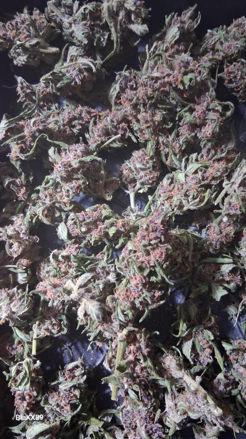 Purple Lemonade Auto RF3 😈🥤3️⃣. Week 8