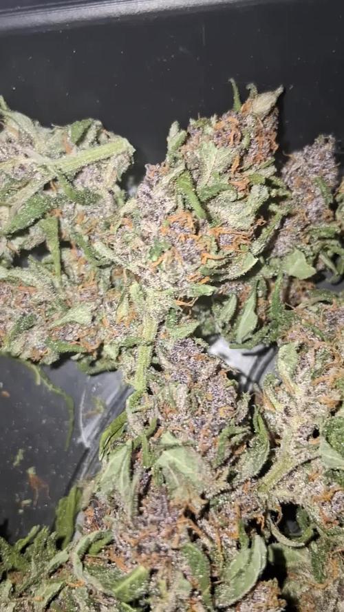 Purple Lemonade Auto RF3 😈🥤3️⃣