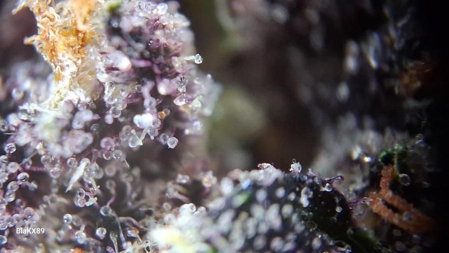 Purple Lemonade Auto RF3 😈🥤3️⃣. Week 8