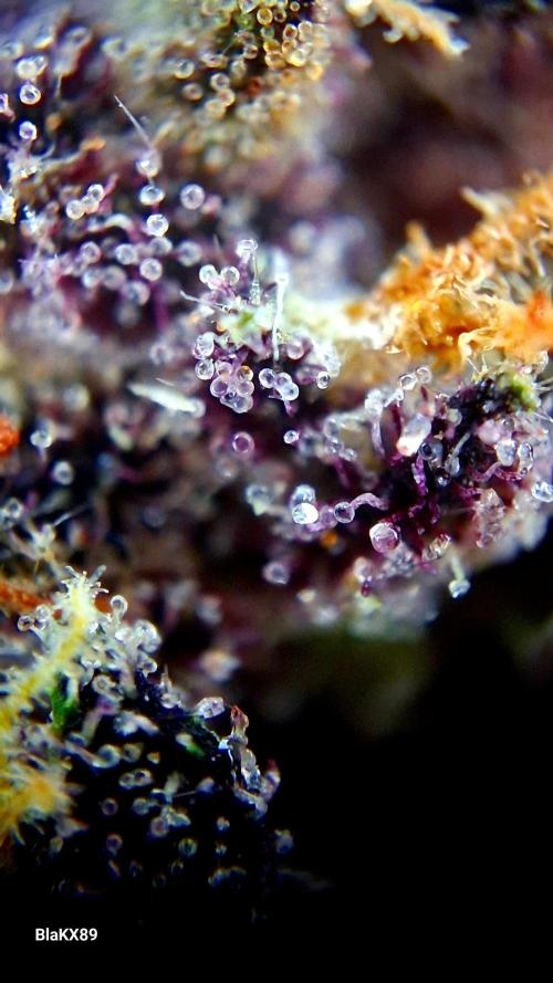 Purple Lemonade Auto RF3 😈🥤3️⃣. Week 8
