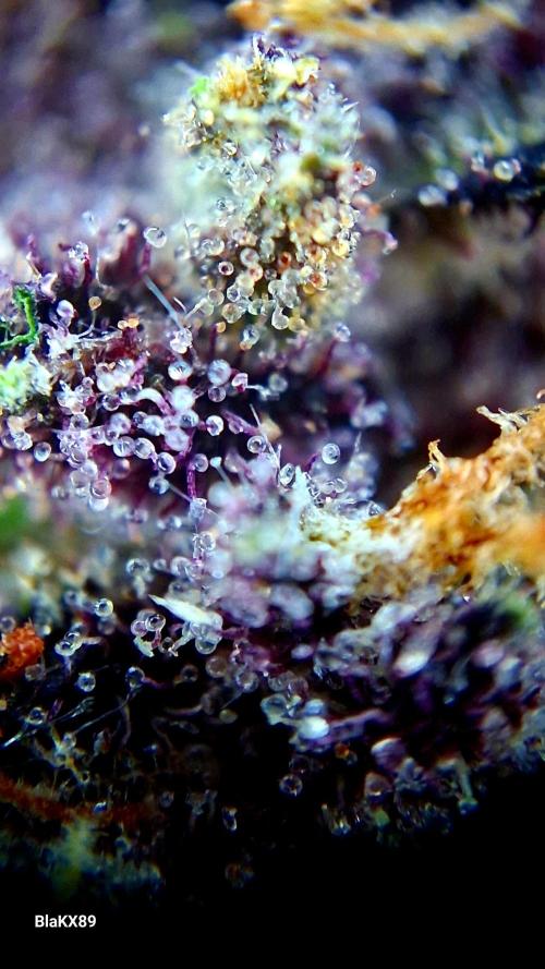 Purple Lemonade Auto RF3 😈🥤3️⃣. Week 8
