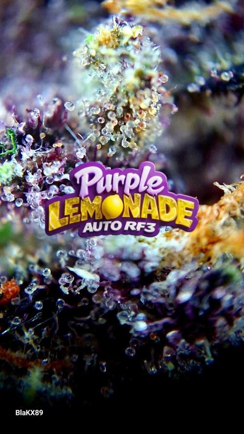 Purple Lemonade Auto RF3 😈🥤3️⃣. Week 8