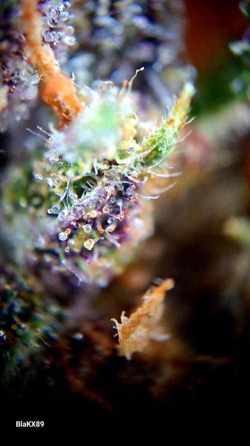 Purple Lemonade Auto RF3 😈🥤3️⃣. Week 8