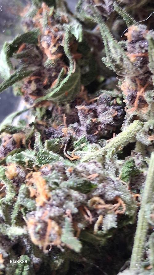 Purple Lemonade Auto RF3 😈🥤3️⃣. Week 8