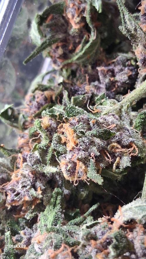 Purple Lemonade Auto RF3 😈🥤3️⃣. Week 8