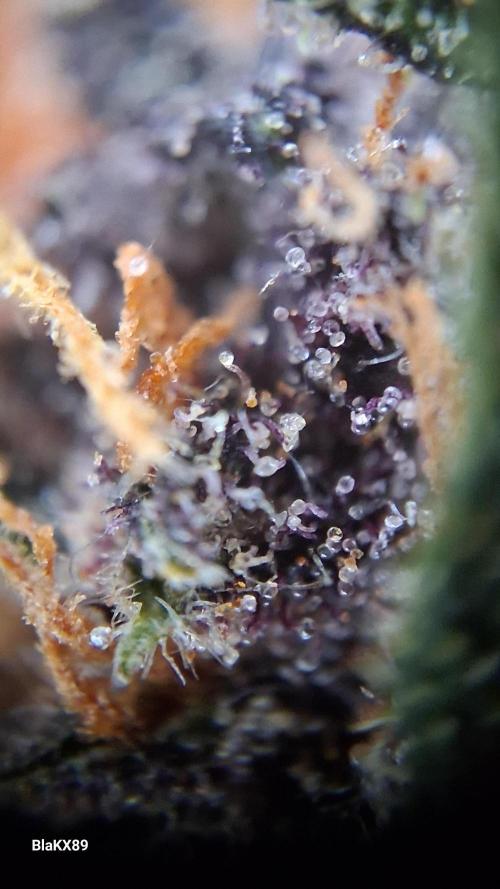 Purple Lemonade Auto RF3 😈🥤3️⃣. Week 8
