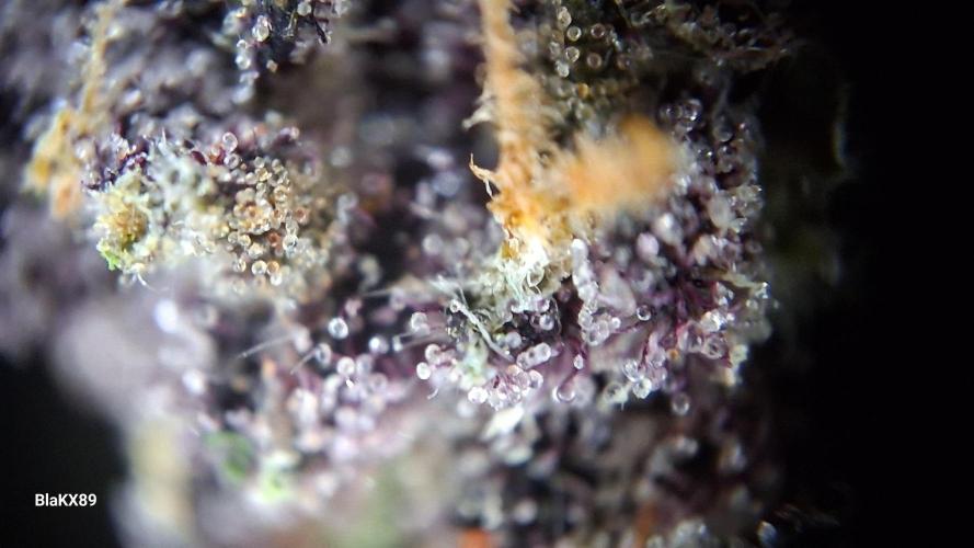 Purple Lemonade Auto RF3 😈🥤3️⃣. Week 8