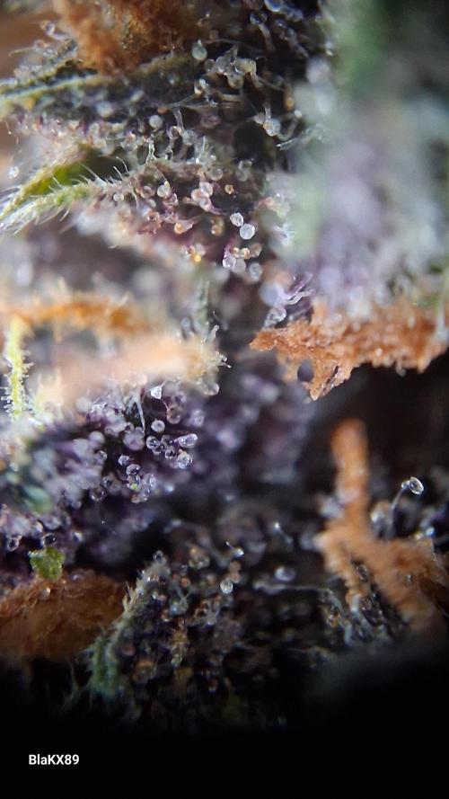 Purple Lemonade Auto RF3 😈🥤3️⃣. Week 8