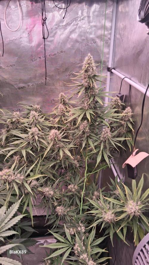 Guava Runtz Auto - Champion Line 🏆. Week 8