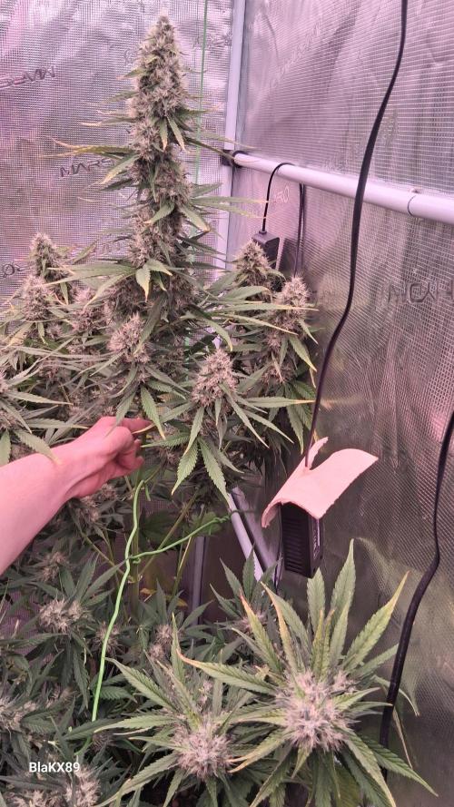 Guava Runtz Auto - Champion Line 🏆. Week 8