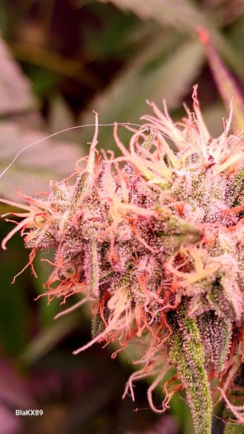 Guava Runtz Auto - Champion Line 🏆. Week 8