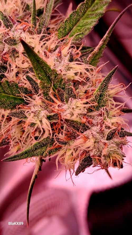 Guava Runtz Auto - Champion Line 🏆. Week 8