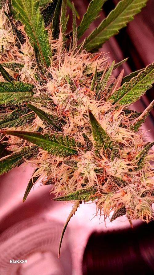 Guava Runtz Auto - Champion Line 🏆. Week 8