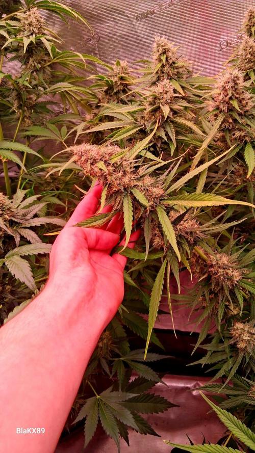 Guava Runtz Auto - Champion Line 🏆. Week 8