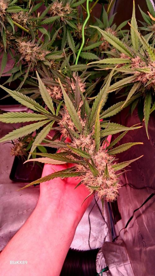 Guava Runtz Auto - Champion Line 🏆. Week 8