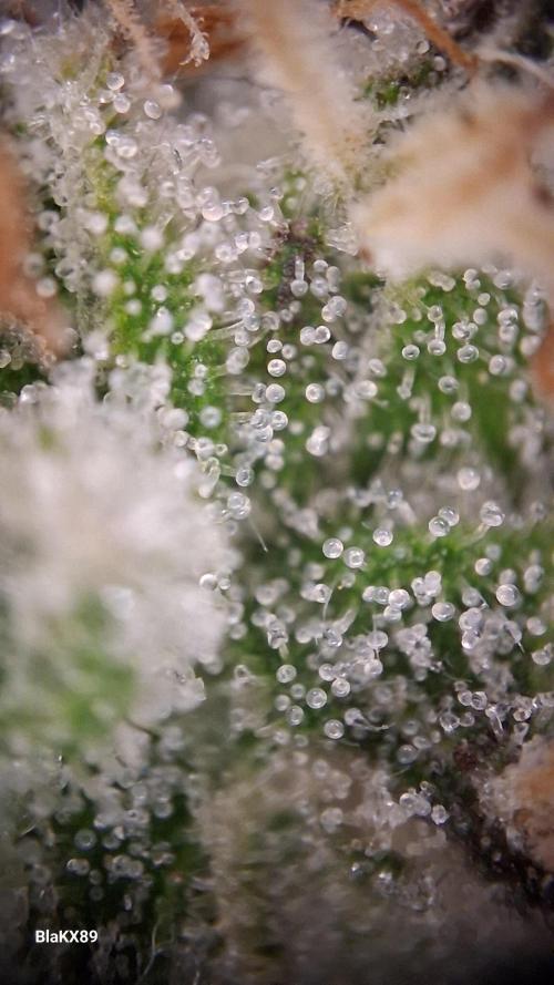 Guava Runtz Auto - Champion Line 🏆. Week 8
