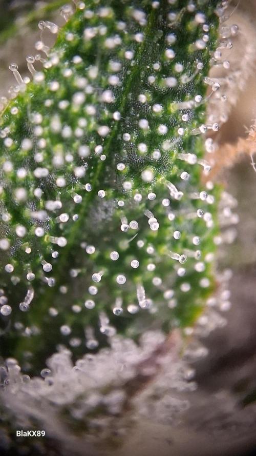 Guava Runtz Auto - Champion Line 🏆. Week 8