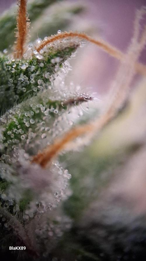 Guava Runtz Auto - Champion Line 🏆. Week 8
