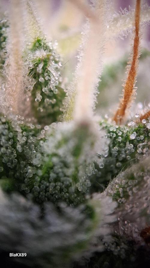 Guava Runtz Auto - Champion Line 🏆. Week 8