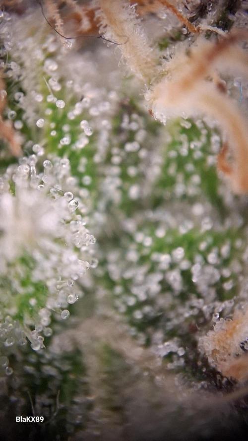 Guava Runtz Auto - Champion Line 🏆. Week 8