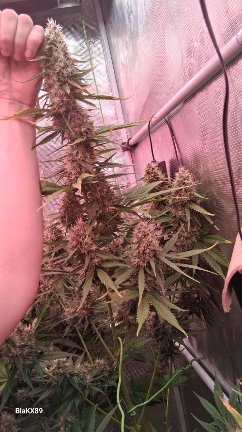Guava Runtz Auto - Champion Line 🏆. Week 8