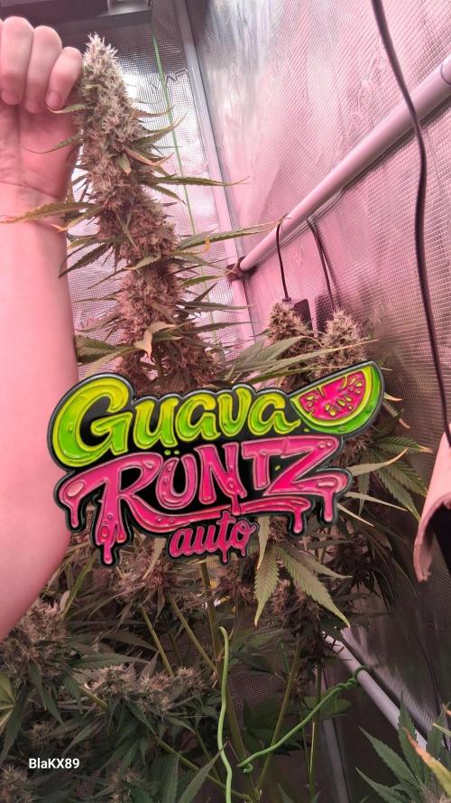 Guava Runtz Auto - Champion Line 🏆. Week 8