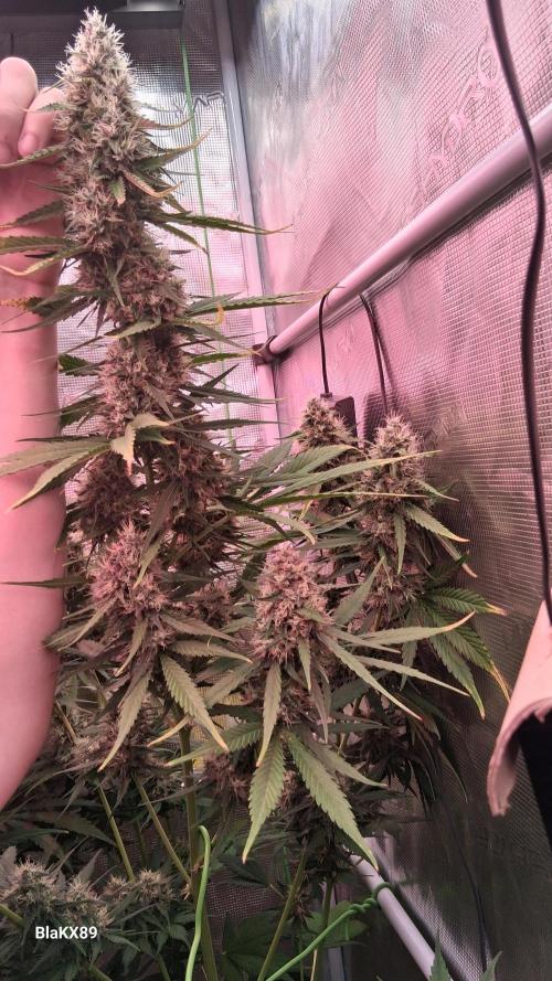 Guava Runtz Auto - Champion Line 🏆. Week 8