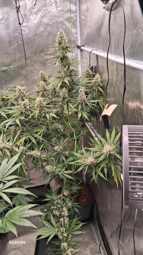 Guava Runtz Auto - Champion Line 🏆. Week 8