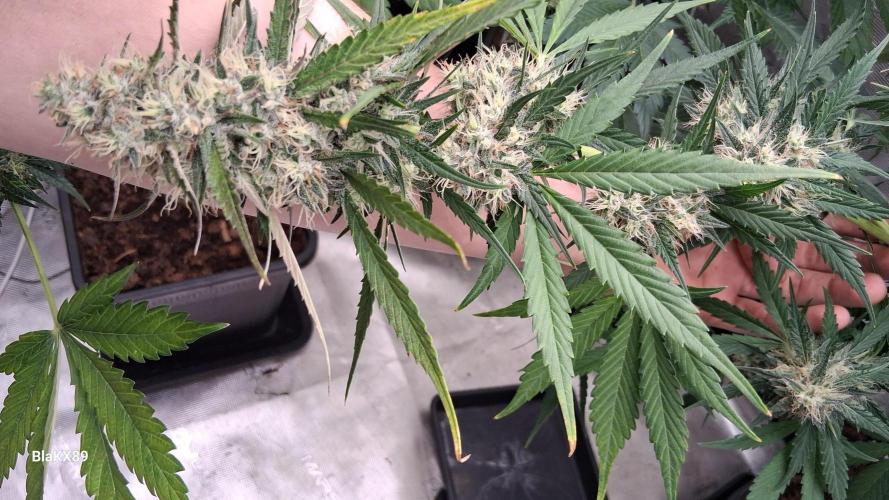 Guava Runtz Auto - Champion Line 🏆. Week 8