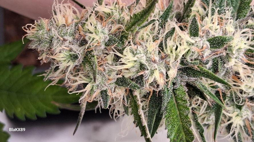 Guava Runtz Auto - Champion Line 🏆. Week 8