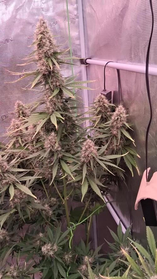 Guava Runtz Auto - Champion Line 🏆