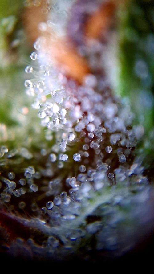 Guava Runtz Auto - Champion Line 🏆. Week 8