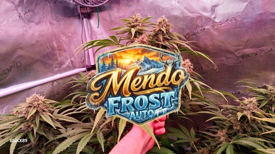 Mendo Frost Auto ❄️ 🏆. Week 8