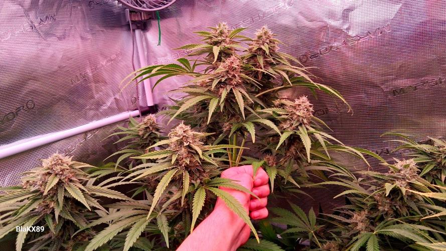 Mendo Frost Auto ❄️ 🏆. Week 8