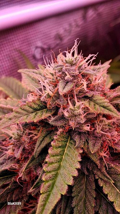 Mendo Frost Auto ❄️ 🏆. Week 8