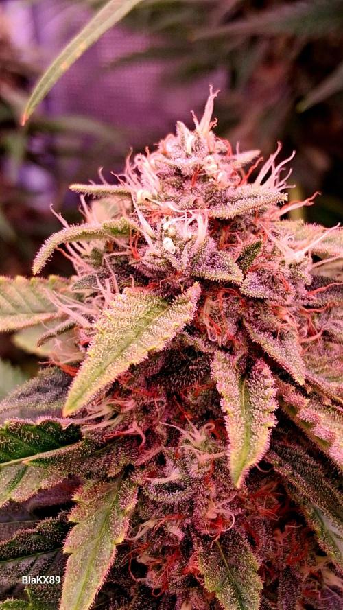 Mendo Frost Auto ❄️ 🏆. Week 8