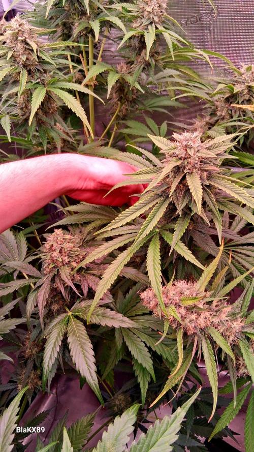 Mendo Frost Auto ❄️ 🏆. Week 8