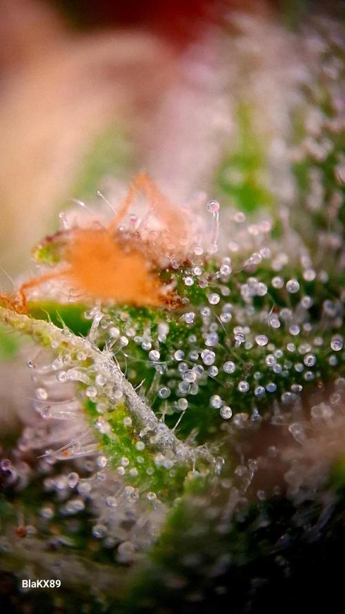 Mendo Frost Auto ❄️ 🏆. Week 8