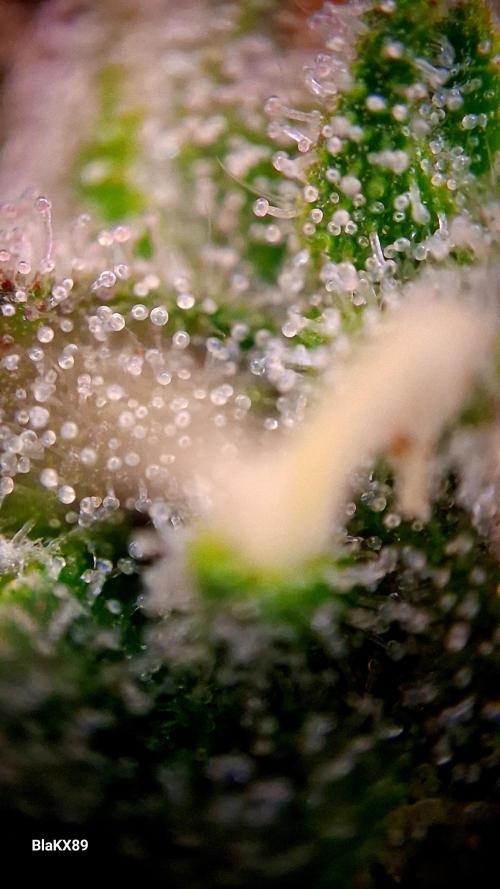 Mendo Frost Auto ❄️ 🏆. Week 8