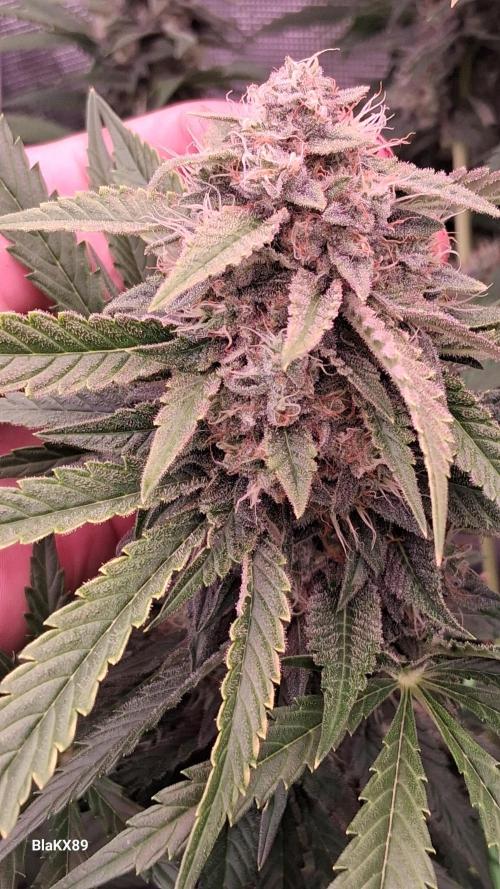 Mendo Frost Auto ❄️ 🏆. Week 8