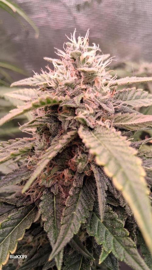 Mendo Frost Auto ❄️ 🏆. Week 8