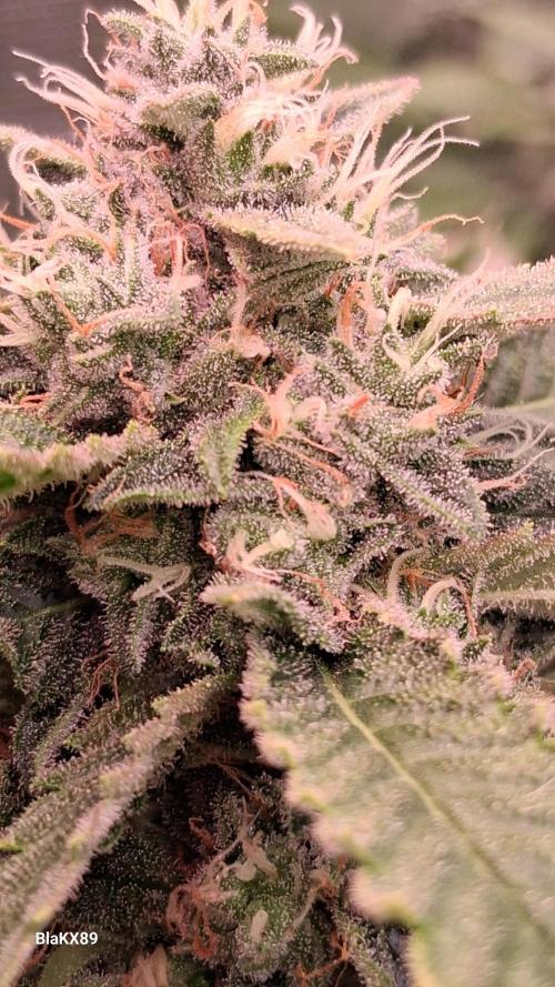 Mendo Frost Auto ❄️ 🏆. Week 8