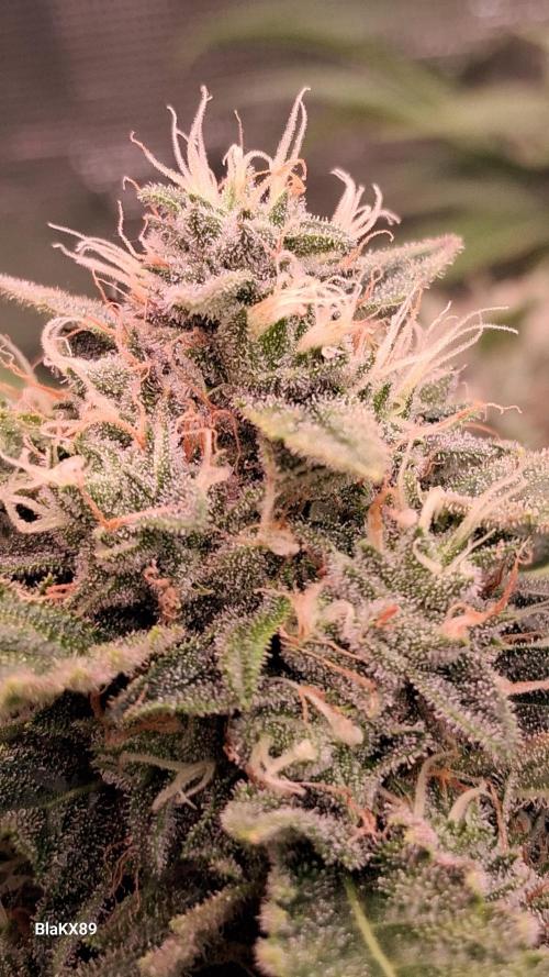 Mendo Frost Auto ❄️ 🏆. Week 8