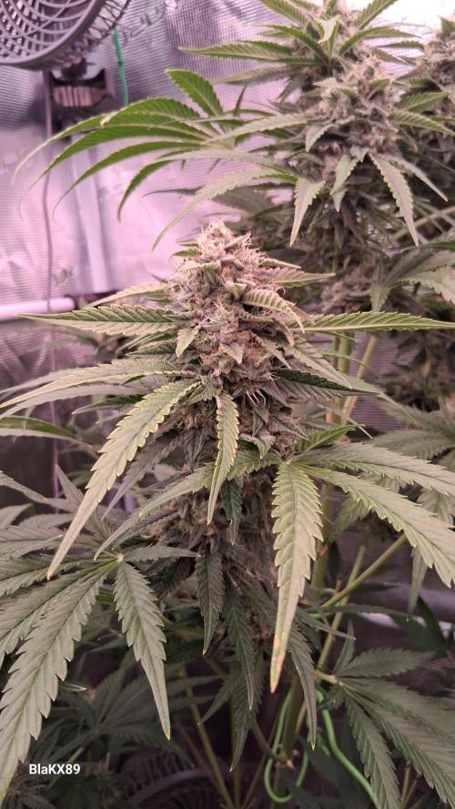 Mendo Frost Auto ❄️ 🏆. Week 8