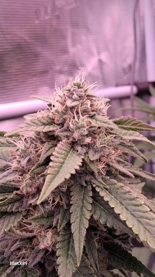 Mendo Frost Auto ❄️ 🏆. Week 8