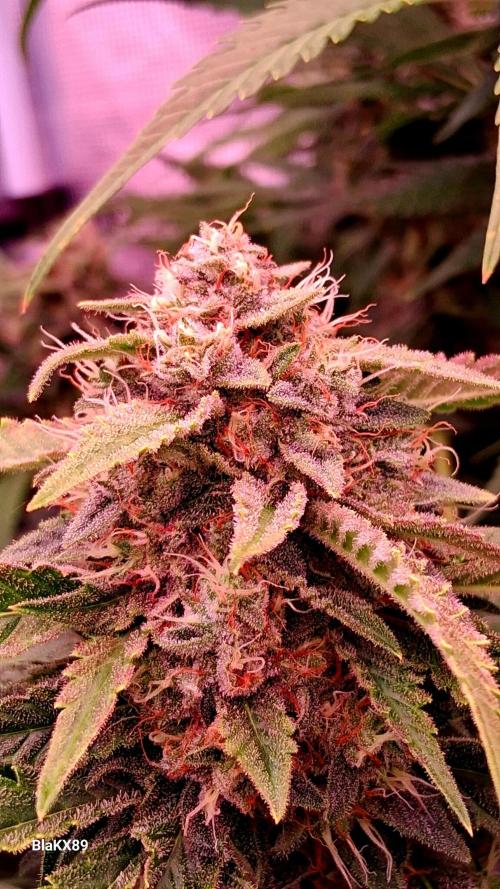 Mendo Frost Auto ❄️ 🏆. Week 8